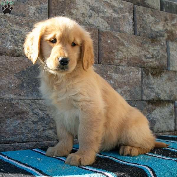 Autumn, Golden Retriever Puppy